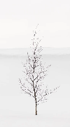 Papier peint pureté arbre, XXL, tendance
