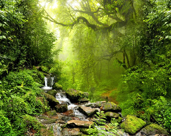 Papier peint Cascade & Forêt - Muralconcept