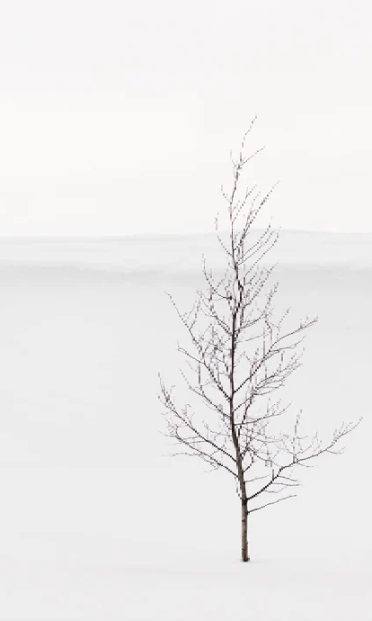 Papier peint pureté arbre - Muralconcept