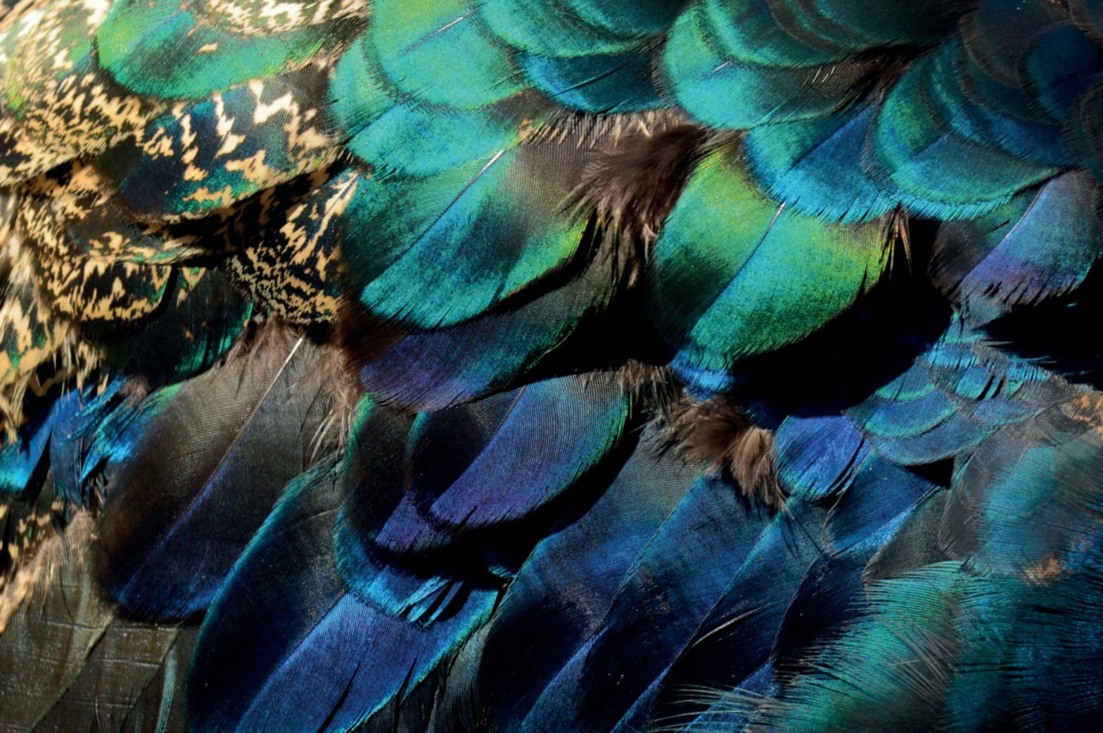Peacock feather wallpaper